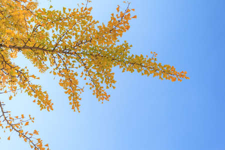 Autumn Ginkgo leaves over the blue sky background, Osaka, Japan