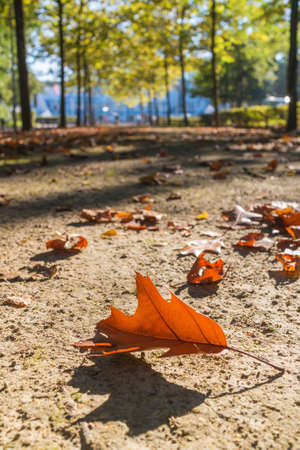 Falling autumn leaves in beautiful park, nijmegen, the netherlandの写真素材