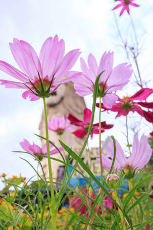 Beautiful pink daisy flowersの写真素材