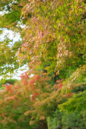 Natural background of Japanese maple leave in autumn season at Kyoto, Japanの写真素材