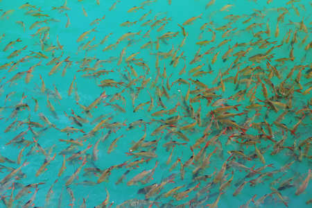 School of fish in deep blue seaの写真素材
