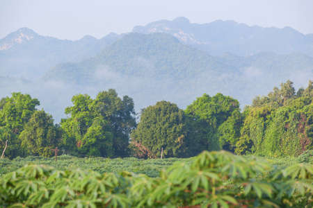 Landscape of green field against sunrise in Thailandの写真素材