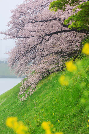 Pink sakura flower during raining at Japanの写真素材