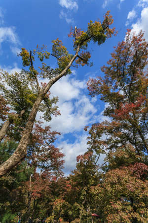 Beautiful japanese gardening with sun ray at Kinkakuji temple, Kyoto, Japanの写真素材