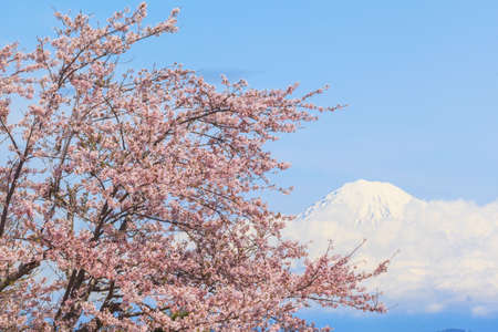 Beautiful pink sakura flower with fuji san backgroundの写真素材