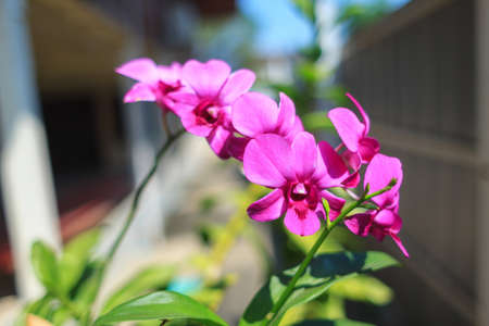 Beautiful pink orchid flower in the natural gardenの写真素材