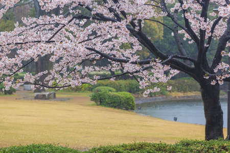 Pink sakura flower during spring season at Tokyo, Japanの写真素材