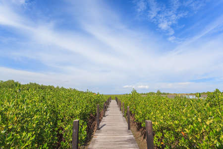 Landscape of green mangroves with blue sky backgroundの写真素材