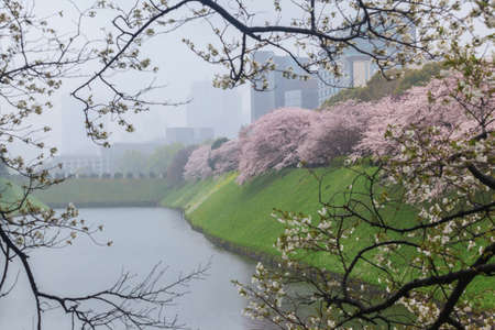 Pink sakura cherry blossom during raining in Tokyo, Japanの写真素材