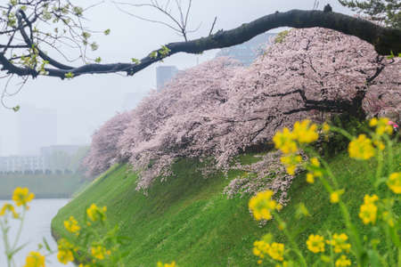 Pink sakura cherry blossom during raining in Tokyo, Japanの写真素材
