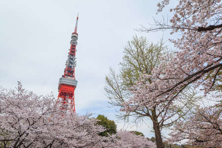 Pink sakura flower in Tokyo, Japanのeditorial素材