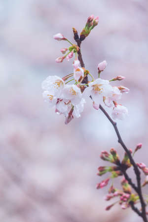 Sakura cherry blossom close up during spring season, Japanの写真素材