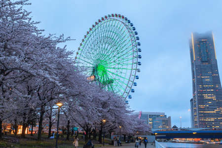 Landscape of Yokohama city with sakura cherry blossom, Japanのeditorial素材