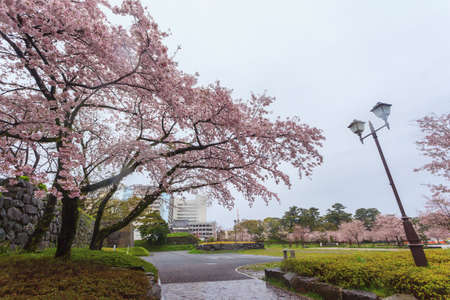 Sakura cherry blossom at Sumpu castle, Shizuoka prefecture, Japanの写真素材