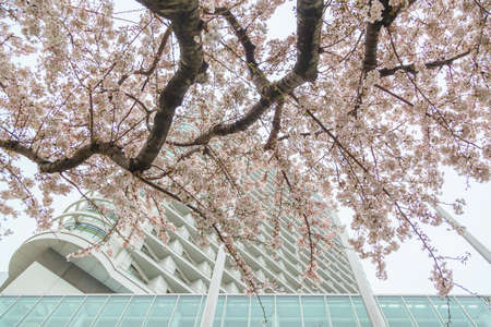 Sakura full bloom at Yokohama prefecture, Japanの写真素材