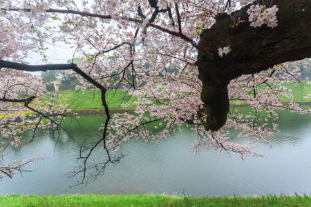 Pink sakura flower in japanese garden, Tokyoの写真素材
