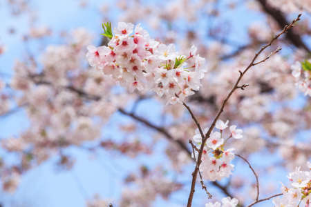 Beautiful sakura cherry blossom at Tokyo, Japan