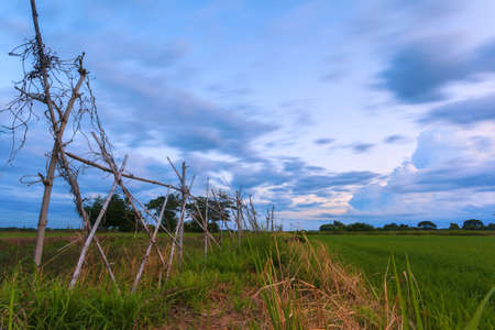Beautiful landscape of green rice farm at sunset with long exposureの写真素材