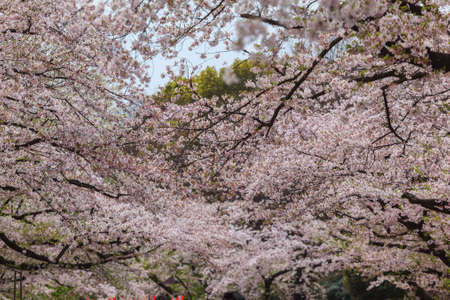 Shallow focus of beautiful sakura cherry blossom in Ueno park, spring season at Tokyo, Japanの写真素材