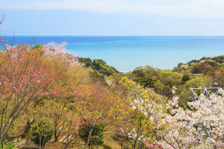 Pink sakura blossom with blue sky backgroundの写真素材