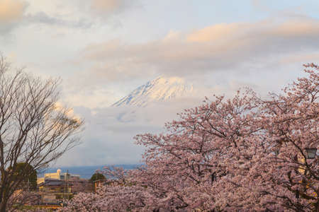 Pink sakura blossom with mt. fuji backgroundの写真素材
