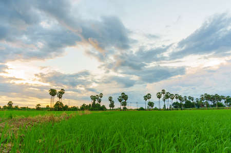 Beautiful landscape of green rice farm at sunsetの写真素材