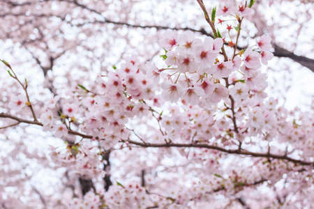 Pink sakura cherry blossom during spring season in Japan