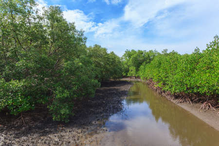 Mangrove forest with blue cloud sky backgroundの写真素材