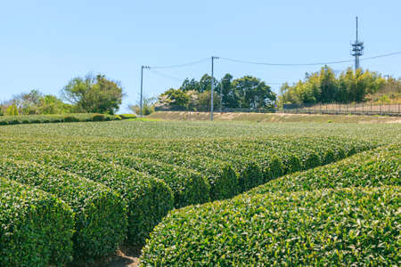 Landscape of tea field  in spring season at Nihondaira, Shizuoka prefecture, Japanの写真素材