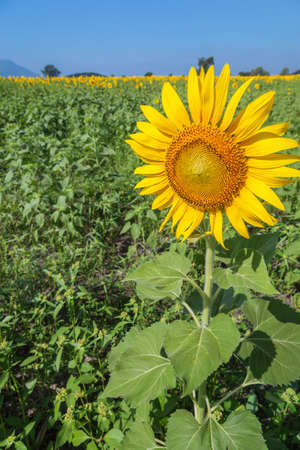 Landscape of natural sunflowers field blooming on blue sky backgroundの写真素材