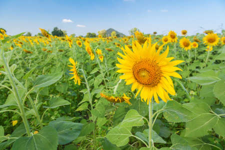 Landscape of natural sunflowers field blooming on blue sky backgroundの写真素材