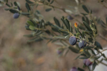 Young olive tree, showing ripe black olives itselfの写真素材