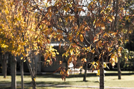 In autumn, the leaves turn yellow trees in park