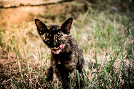 Hungry Black Catの写真素材