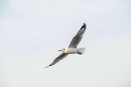 Seagulls migrate to Thailand during the winter of every year.