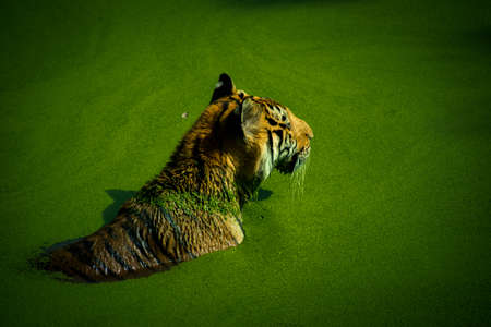 Tiger is playing in the water,Zoo in thailandの写真素材