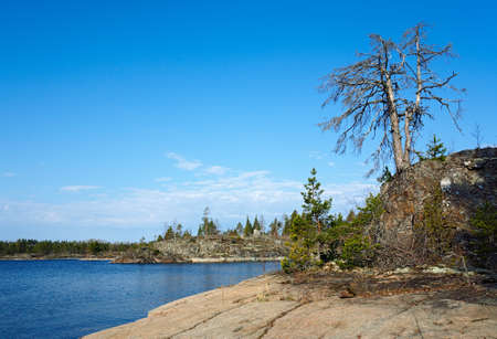 Dry tree on the shore of the lake. Lake Ladogaの写真素材