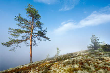 Pine above the fog. Lake Ladogaの写真素材