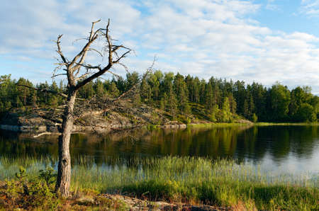 The tree is on the shore on the shore. Lake Ladogaの写真素材