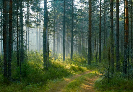 road in the forest