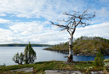 Dry tree on the shore. Lake Ladogaの写真素材