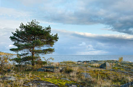Pine on the shore. Lake Ladogaの写真素材