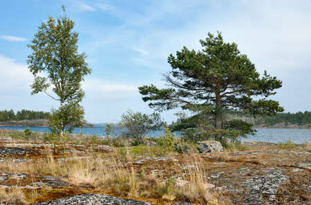 Birch and pine on the shore. Karelia, Lake Ladogaの写真素材