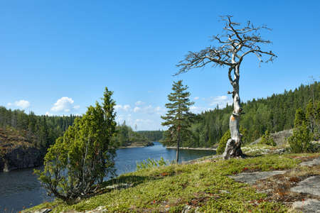 Trees on the high bank. Karelia, Lake Ladogaの写真素材