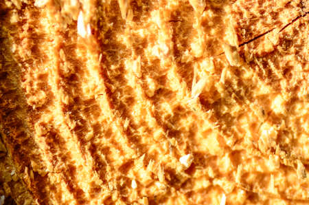 cut wood by chainsaw showing internal structureの写真素材