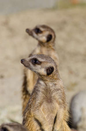 Meerkats (aka suricate) on guard dutyの写真素材