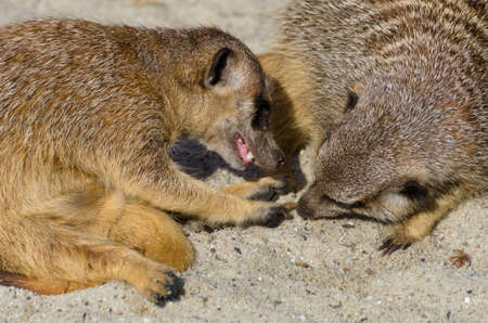 Meerkat (suricate) playing with other members of familyの写真素材