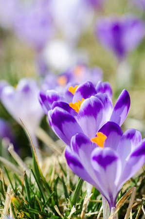 Beautiful blooming crocuses in chocholowska valley in tatra mountainの写真素材