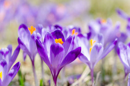 Beautiful blooming crocuses in chocholowska valley in tatra mountainの写真素材