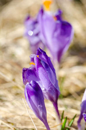 Beautiful blooming crocuses in chocholowska valley in tatra mountainの写真素材